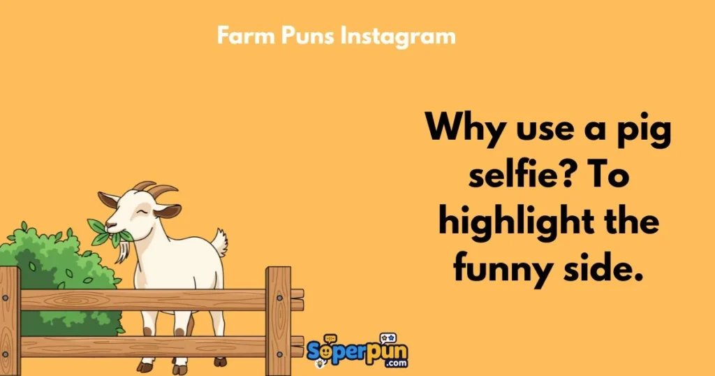 Farm Puns Instagram